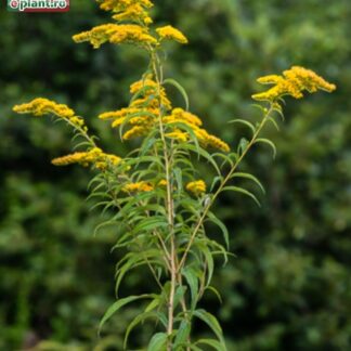 Solidago gigantea 'Goldenrod'