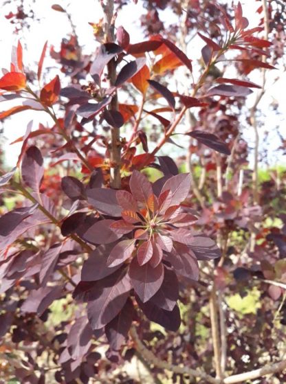 Cotinus coggygria Royal Purple - Scumpie roșie