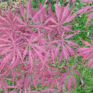 Acer palmatum 'Garnet' - Arțar japonez