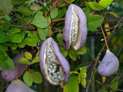 Akebia quinata- Vița de ciocolată