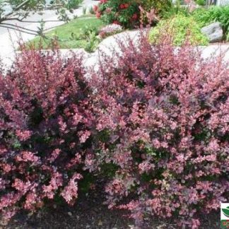 Berberis thunbergii 'Atropurpurea Nana' - Drăcilă pitic