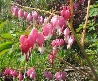 Dicentra spectabilis - cerceii doamnei