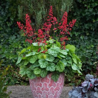 Heuchera sanguinea Leuchtkäfer - Clopoțelul verde