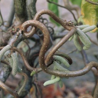 Corylus