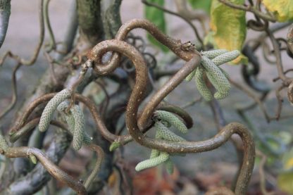 Corylus