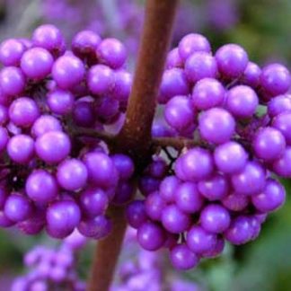 Callicarpa bondinieri 'Profusion'