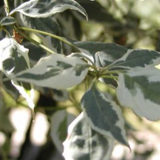 Cornus alba 'Elegantissima' - Corn variegat