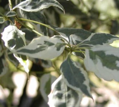 Cornus alba 'Elegantissima' - Corn variegat