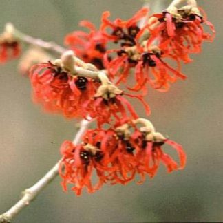 Floarea Hamamelis Rubin