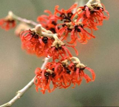 Floarea Hamamelis Rubin