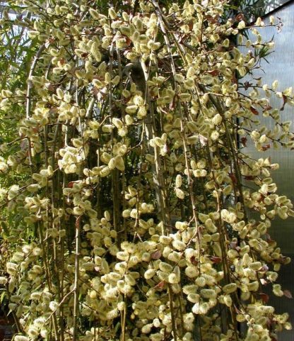 Salix caprea 'Kilmarnock' - Salcie curgatoare