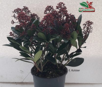 Skimmia japonica 'Rubella'