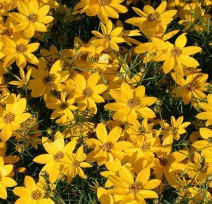 Coreopsis verticillata 'Zagreb'