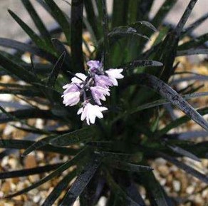 Ophiopogon planiscapus 'Black Dragon'