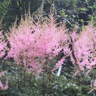 Astilbe simplicifolia 'Hennie Graafland'