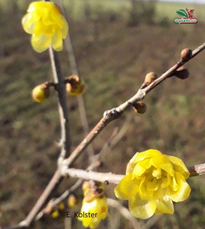 chimonanthus concolor