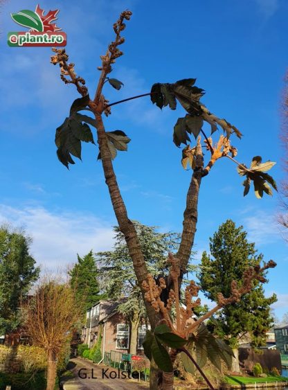 Tetrapanax papyrifer 'Rex'