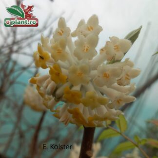 Edgeworthia chrysanthia 'Grandiflora'