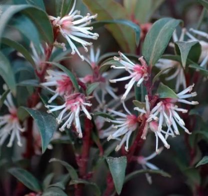 Sarcococca hookeriana